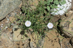 Convolvulus virgatus