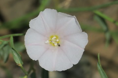 Convolvulus virgatus