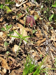 Fritillaria maximowiczii