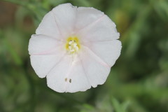 Convolvulus virgatus