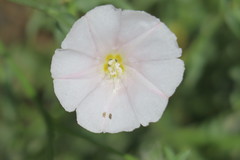 Convolvulus virgatus