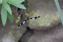 Amauris ochlea ochlea