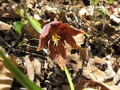Fritillaria maximowiczii