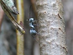 Polyrhachis schlueteri