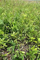 Platanthera maximowicziana