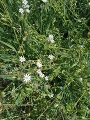 Stellaria cupaniana