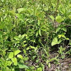 Platanthera maximowicziana