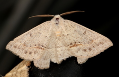 Nearcha tristificata