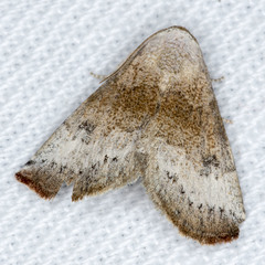 Mataeomera mesotaenia