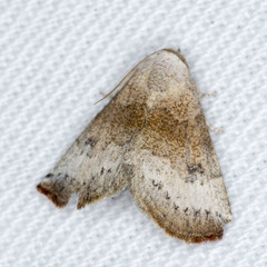 Mataeomera mesotaenia