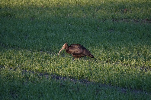 Ibis chauve
