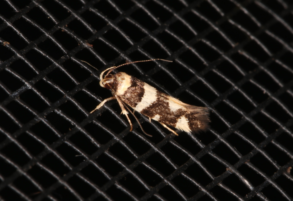 Macrobathra honoratella