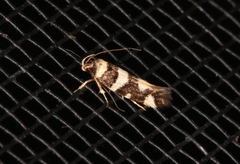 Macrobathra honoratella