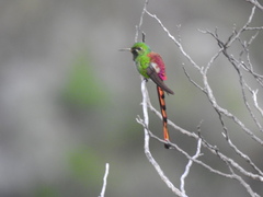 Red-Tailed Comet photo 3