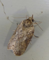 Nycteola indica