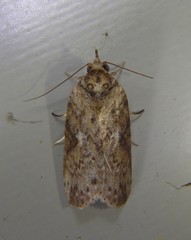 Nycteola indica