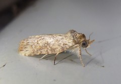 Nycteola indica