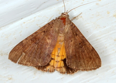 Oxyodes tricolor