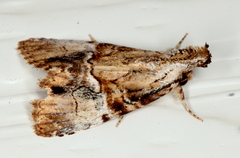 Alophosoma emmelopis