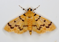 Dichocrocis clytusalis