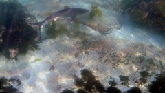 Carcharhinus obscurus