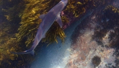 Carcharhinus obscurus