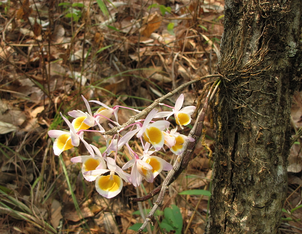 Dendrobium crystallinum Rchb.f.