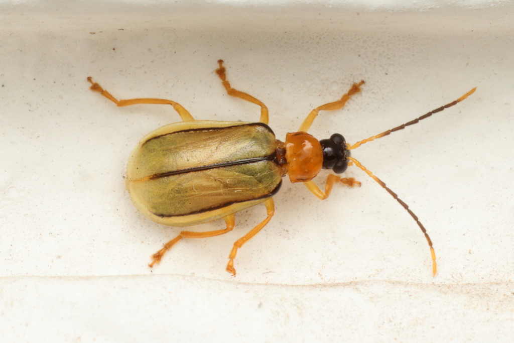 Diabrotica interruptolineata