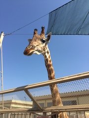 Giraffa