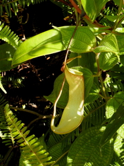 Nepenthes distillatoria