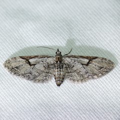 Eupithecia bolterii