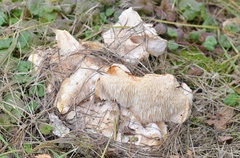 Hericium cirrhatum