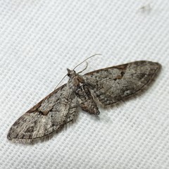 Eupithecia bolterii