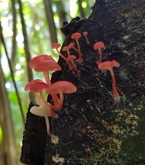 Mycena roseilignicola