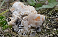 Hericium cirrhatum