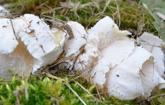Hericium cirrhatum