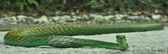 Leptophis ahaetulla