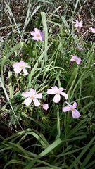 Oxalis stellata