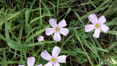 Oxalis stellata