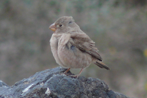 Camachuelo trompetero (Bucanetes githagineus)