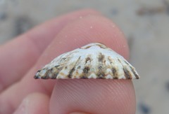 Scutellastra peronii