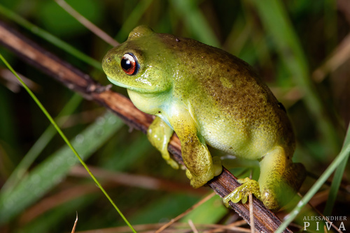 Canebrake Treefrog
