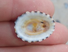 Scutellastra peronii