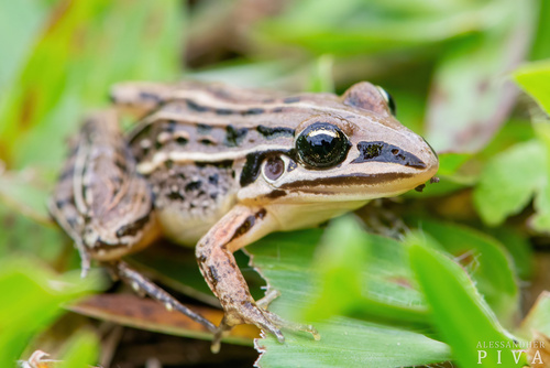 Gray-striped Frog, Leptodactylus plaumanni