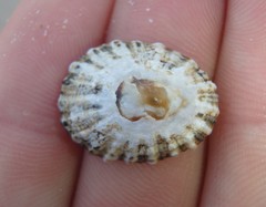 Scutellastra peronii