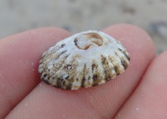 Scutellastra peronii