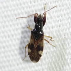 Pseudopamera nitidula