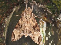 Psilogramma discistriga