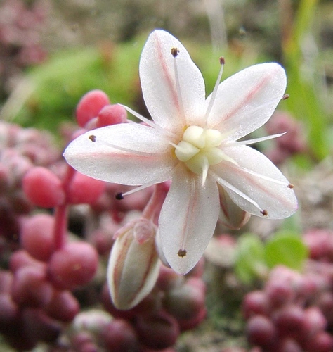 Short-leaved Stonecrop
