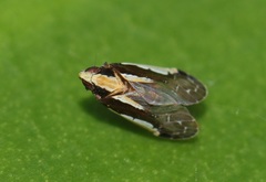 Caristianus